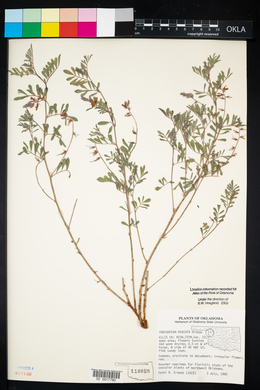 Indigofera miniata image