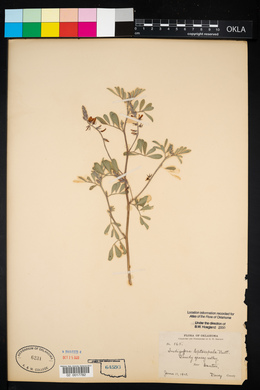 Indigofera miniata image