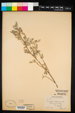 Indigofera miniata image