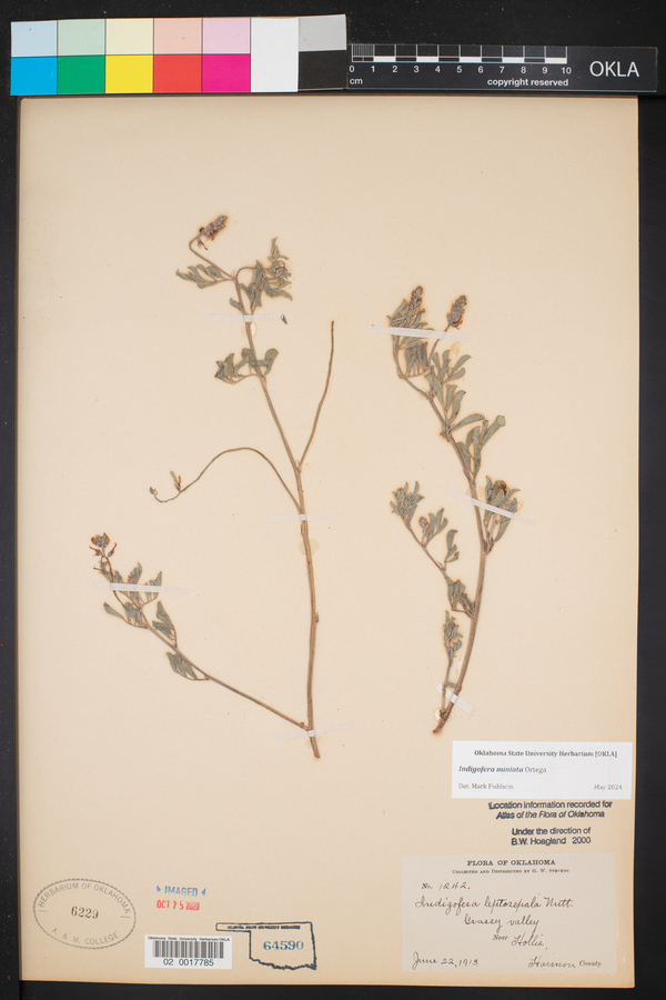 Indigofera miniata image