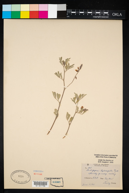 Indigofera miniata image