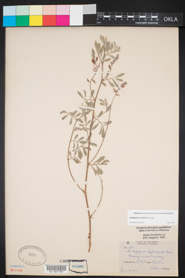 Indigofera miniata image