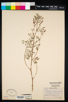 Indigofera miniata image