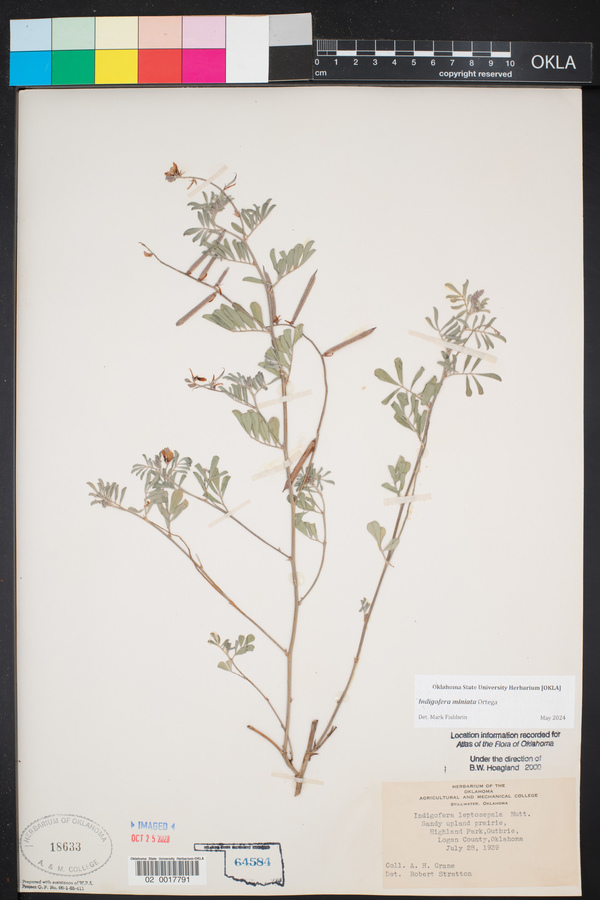 Indigofera miniata image