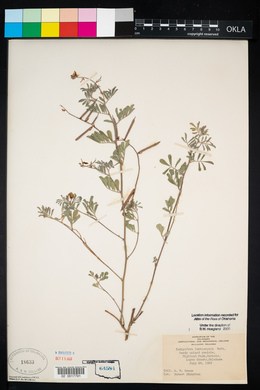 Indigofera miniata image