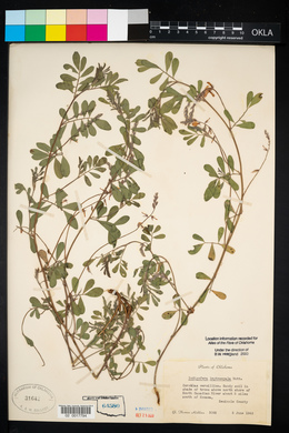 Indigofera miniata image