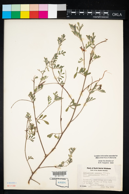 Indigofera miniata image