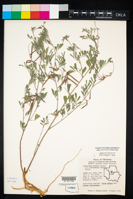 Indigofera miniata image