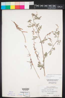 Indigofera miniata image