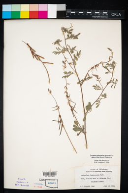 Indigofera miniata image