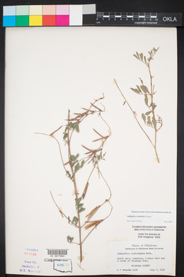 Indigofera miniata image