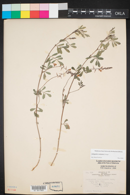 Indigofera miniata image