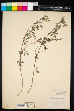 Indigofera miniata image