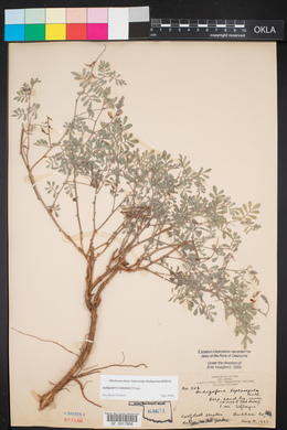 Indigofera miniata image