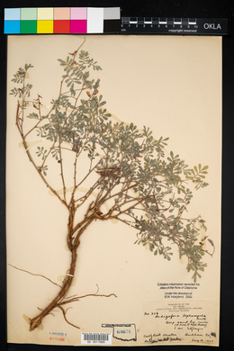 Indigofera miniata image