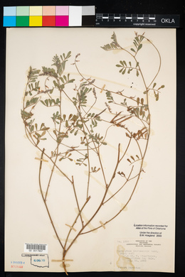 Indigofera miniata image