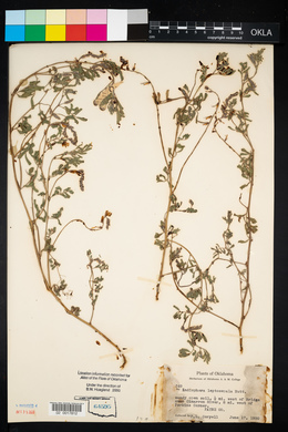 Indigofera miniata image