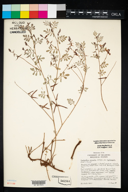 Indigofera miniata image