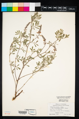 Indigofera miniata image