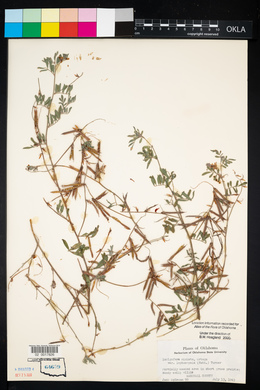 Indigofera miniata image