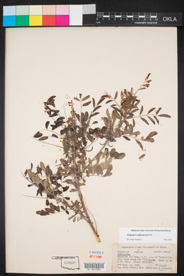 Indigofera suffruticosa image