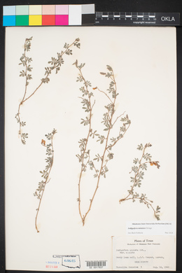 Indigofera miniata image