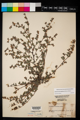 Lespedeza stipulacea image