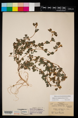 Kummerowia stipulacea image