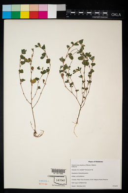 Kummerowia stipulacea image