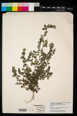 Kummerowia stipulacea image