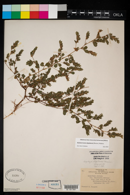 Lespedeza stipulacea image