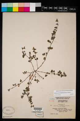 Lespedeza stipulacea image