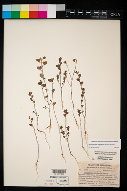 Lespedeza stipulacea image