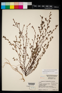 Lespedeza stipulacea image