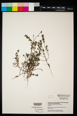 Kummerowia stipulacea image