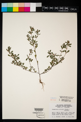 Kummerowia stipulacea image