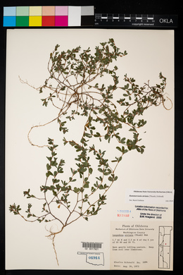 Kummerowia striata image
