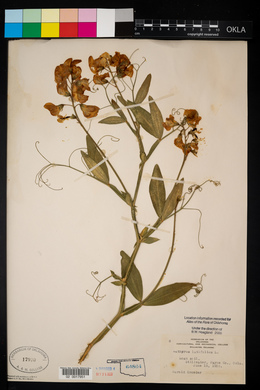 Lathyrus latifolius image