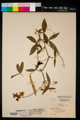 Lathyrus latifolius image