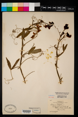 Lathyrus latifolius image