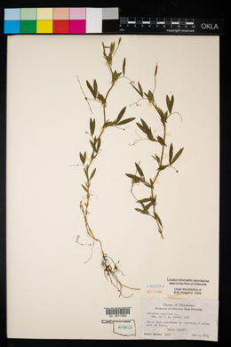 Lathyrus pusillus image