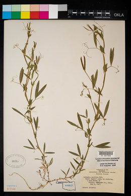 Lathyrus pusillus image