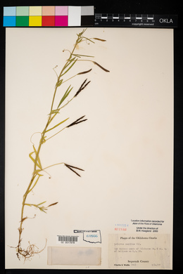 Lathyrus pusillus image