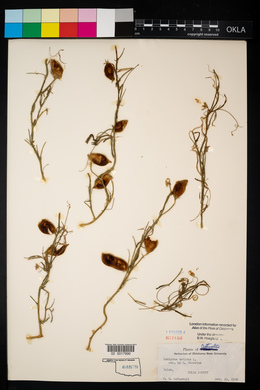 Lathyrus sativus image