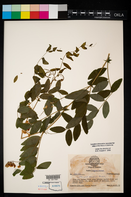 Lathyrus venosus image