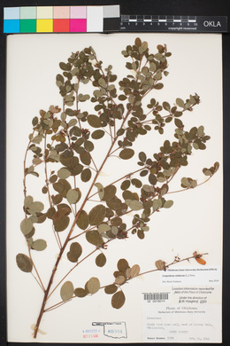 Lespedeza violacea image