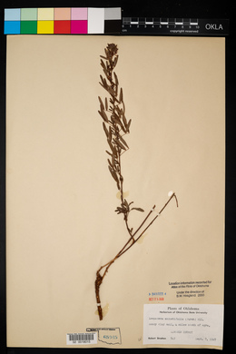 Media resource of Lespedeza ×simulata