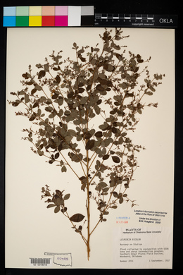 Lespedeza bicolor image