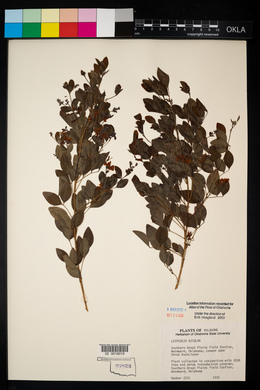 Lespedeza bicolor image