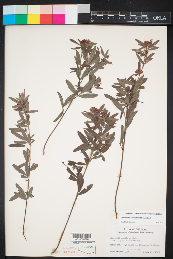 Lespedeza ×simulata image